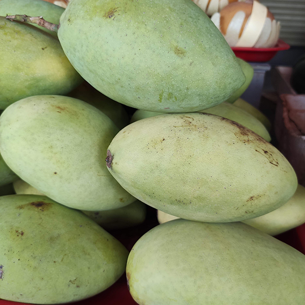 Xoài cát Hoà Lộc xanh